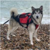 Crewsaver Pet Dog / Cat Lifejacket Float